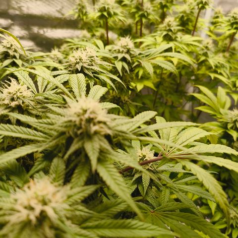 Unbekannter Strain growlog timeline photo