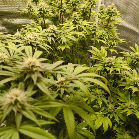 Unbekannter Strain growlog timeline photo