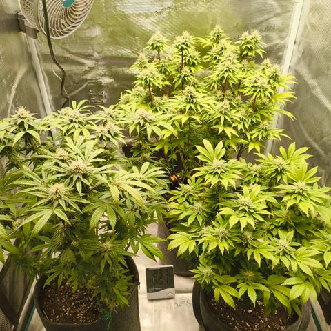 Unbekannter Strain growlog timeline photo