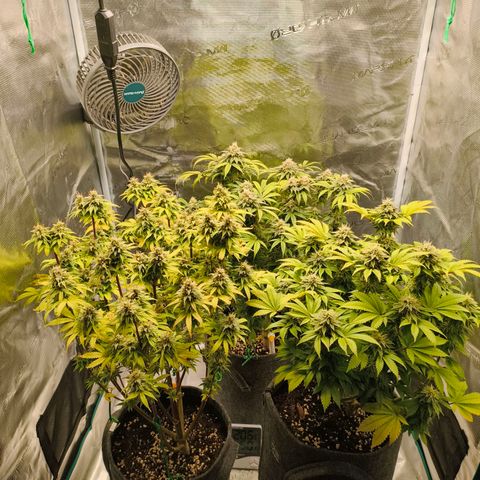 Unbekannter Strain growlog timeline photo