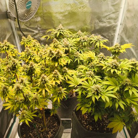 Unbekannter Strain growlog timeline photo