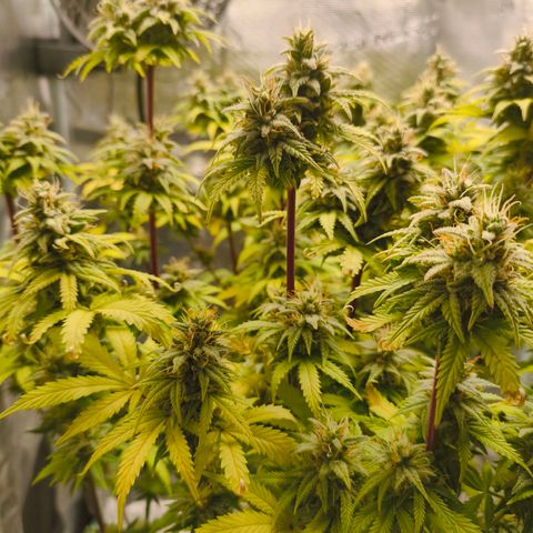 Unbekannter Strain growlog timeline photo