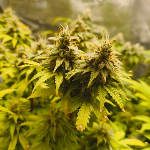 Unbekannter Strain growlog timeline photo