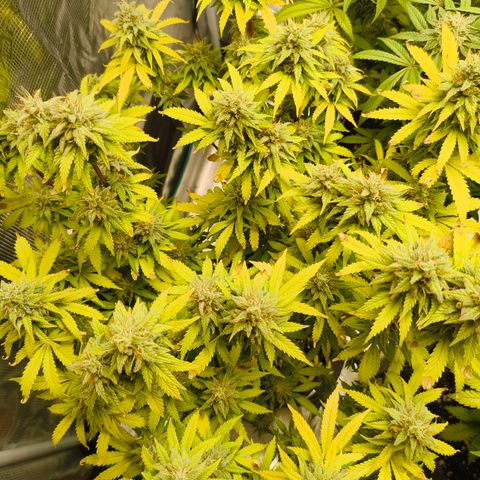Unbekannter Strain growlog timeline photo