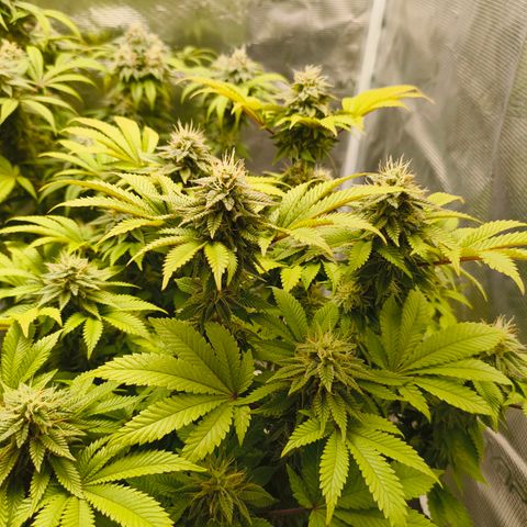 Purple Haze growlog timeline photo