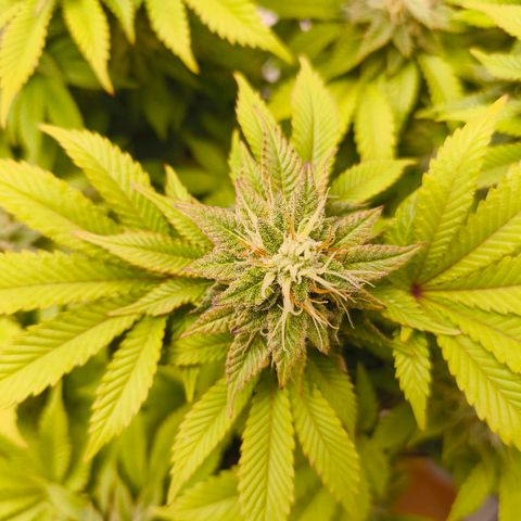 Purple Haze growlog timeline photo