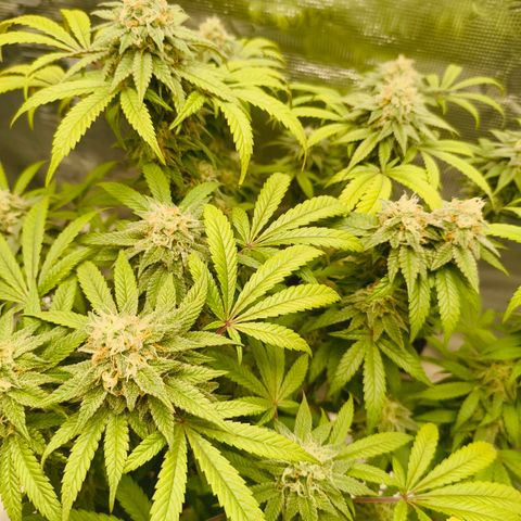 Sensi Amnesia growlog timeline photo
