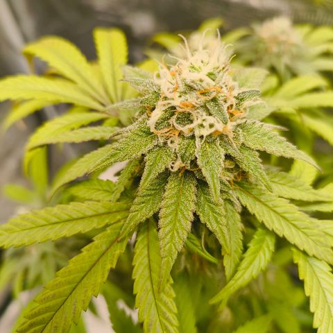 Sensi Amnesia growlog timeline photo