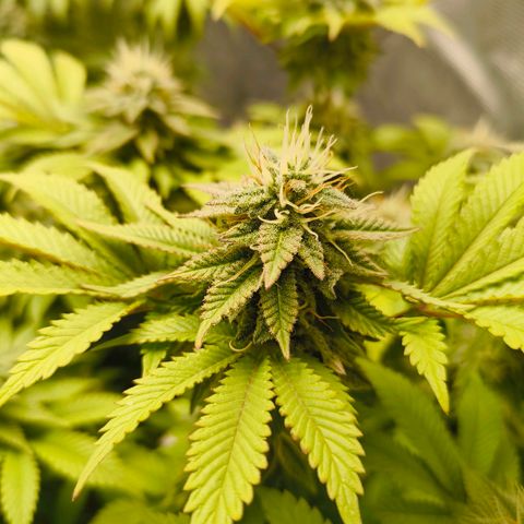 Purple Haze growlog timeline photo
