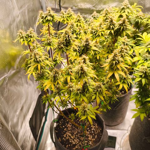 Unbekannter Strain growlog timeline photo