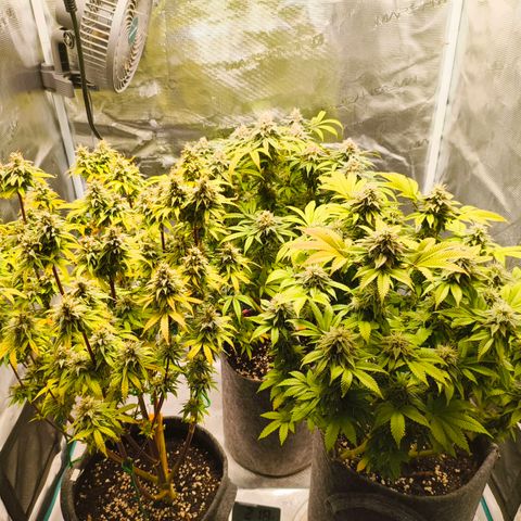 Unbekannter Strain growlog timeline photo