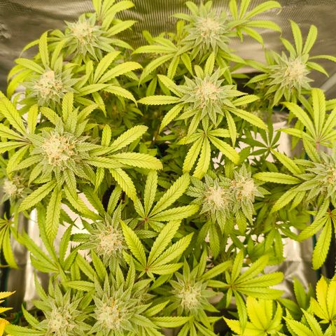 Sensi Amnesia growlog timeline photo