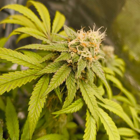 Sensi Amnesia growlog timeline photo