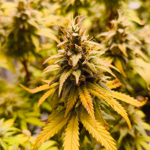 Unbekannter Strain growlog timeline photo