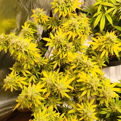 Unbekannter Strain growlog timeline photo