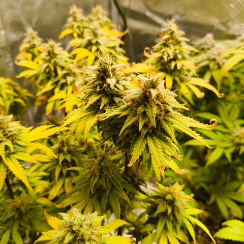 Unbekannter Strain growlog timeline photo