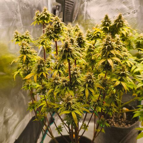 Unbekannter Strain growlog timeline photo