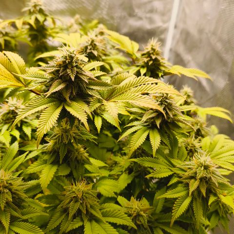 Purple Haze growlog timeline photo