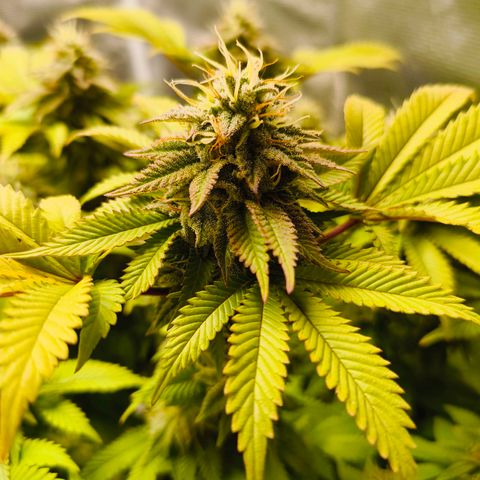 Purple Haze growlog timeline photo