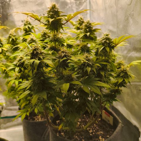 Purple Haze growlog timeline photo