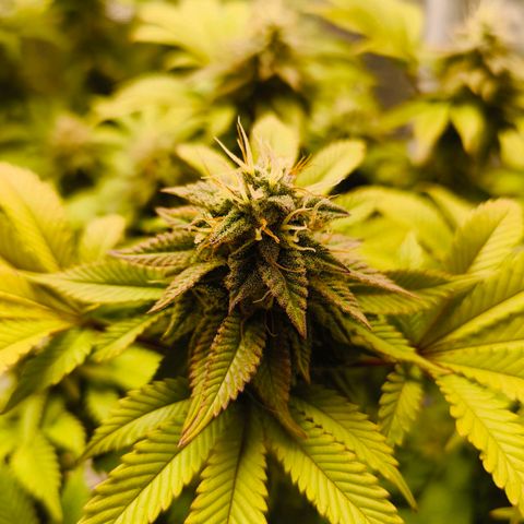 Purple Haze growlog timeline photo