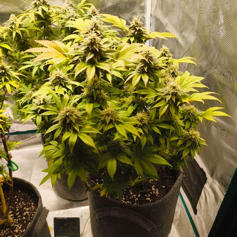 Purple Haze growlog timeline photo