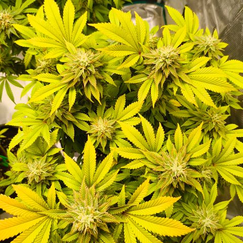 Purple Haze growlog timeline photo