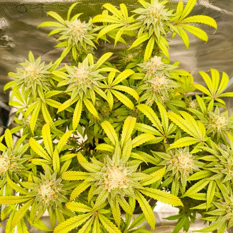 Sensi Amnesia growlog timeline photo