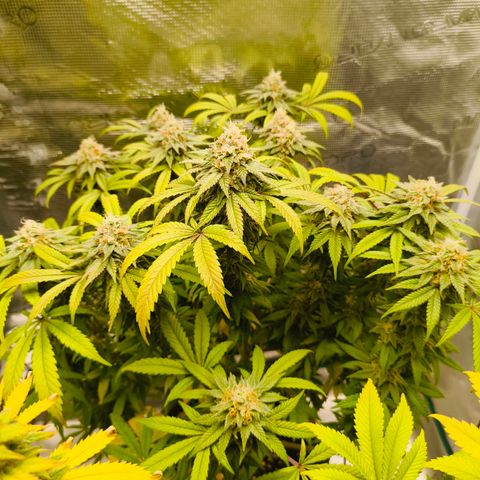 Sensi Amnesia growlog timeline photo