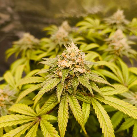 Sensi Amnesia growlog timeline photo
