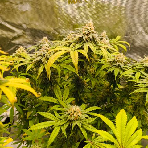 Sensi Amnesia growlog timeline photo