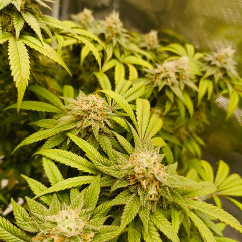 Sensi Amnesia growlog timeline photo