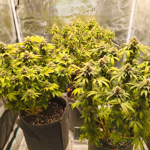 Unbekannter Strain growlog timeline photo