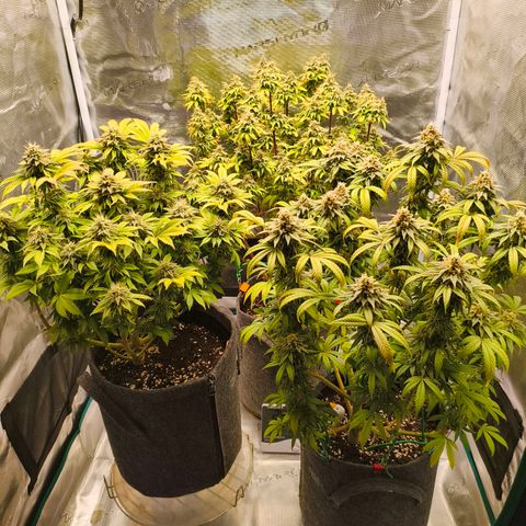 Unbekannter Strain growlog timeline photo