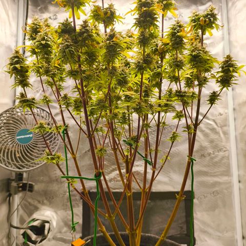 Unbekannter Strain growlog timeline photo