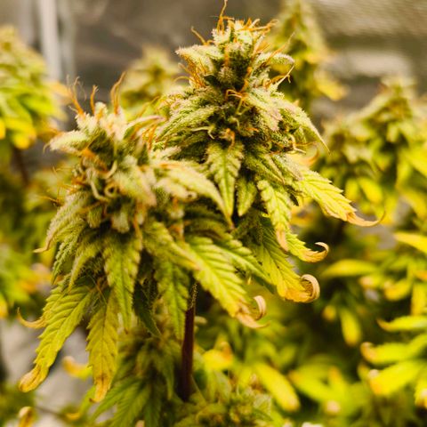 Unbekannter Strain growlog timeline photo