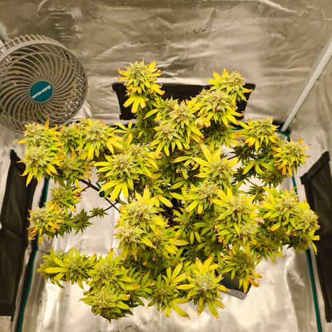 Unbekannter Strain growlog timeline photo