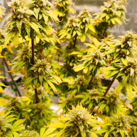 Unbekannter Strain growlog timeline photo