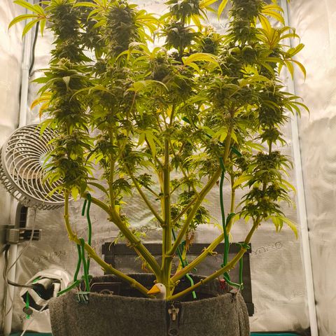 Sensi Amnesia growlog timeline photo