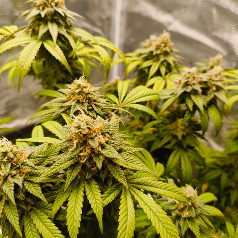 Sensi Amnesia growlog timeline photo