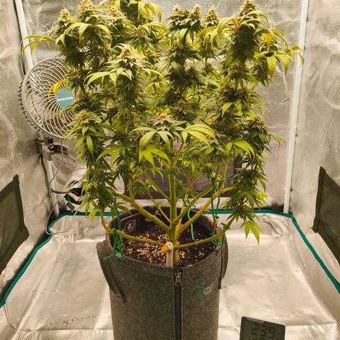 Sensi Amnesia growlog timeline photo
