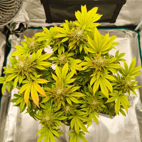 Purple Haze growlog timeline photo