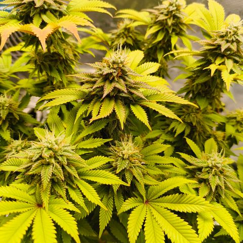 Purple Haze growlog timeline photo
