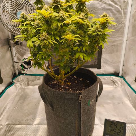 Purple Haze growlog timeline photo