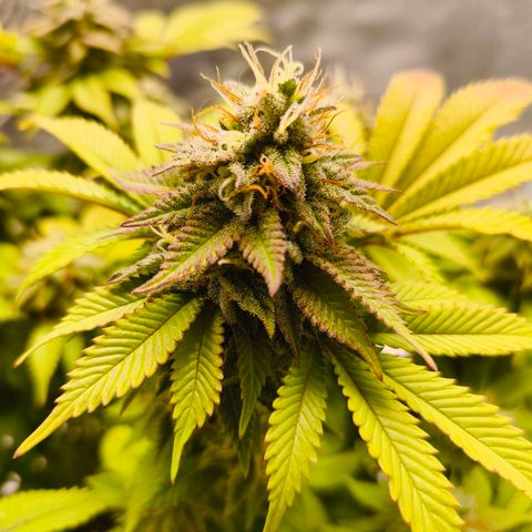 Purple Haze growlog timeline photo