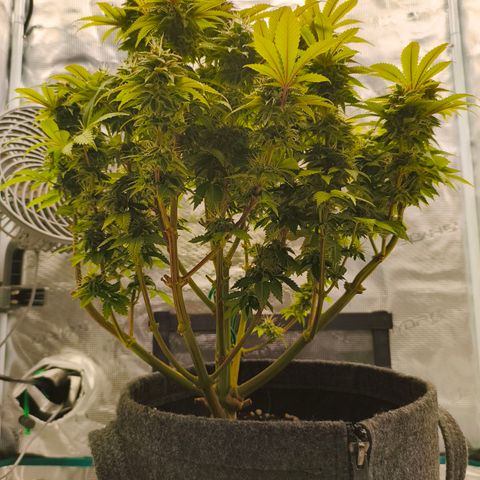 Purple Haze growlog timeline photo