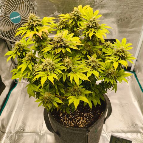 Purple Haze growlog timeline photo