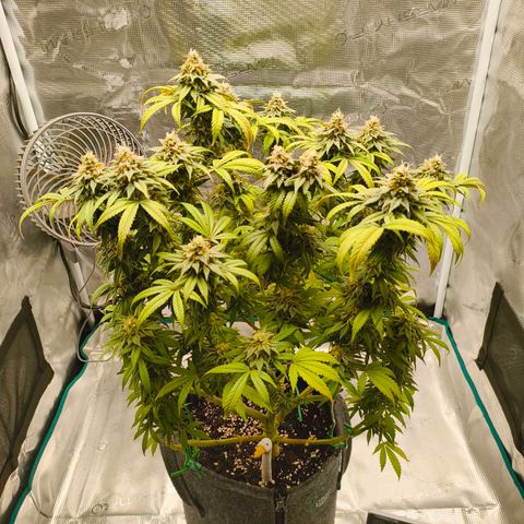 Sensi Amnesia growlog timeline photo