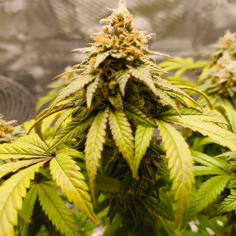 Sensi Amnesia growlog timeline photo