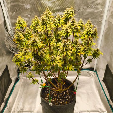 Unbekannter Strain growlog timeline photo